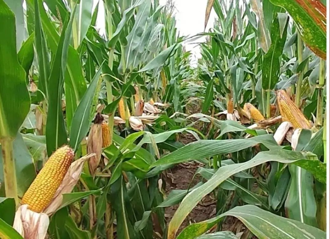 1645580335446933.jpg 1645580335446933.jpg