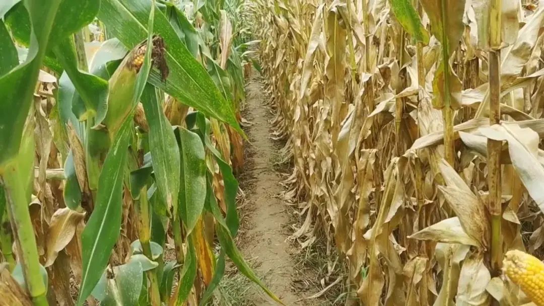 1645580438915219.jpg 1645580438915219.jpg