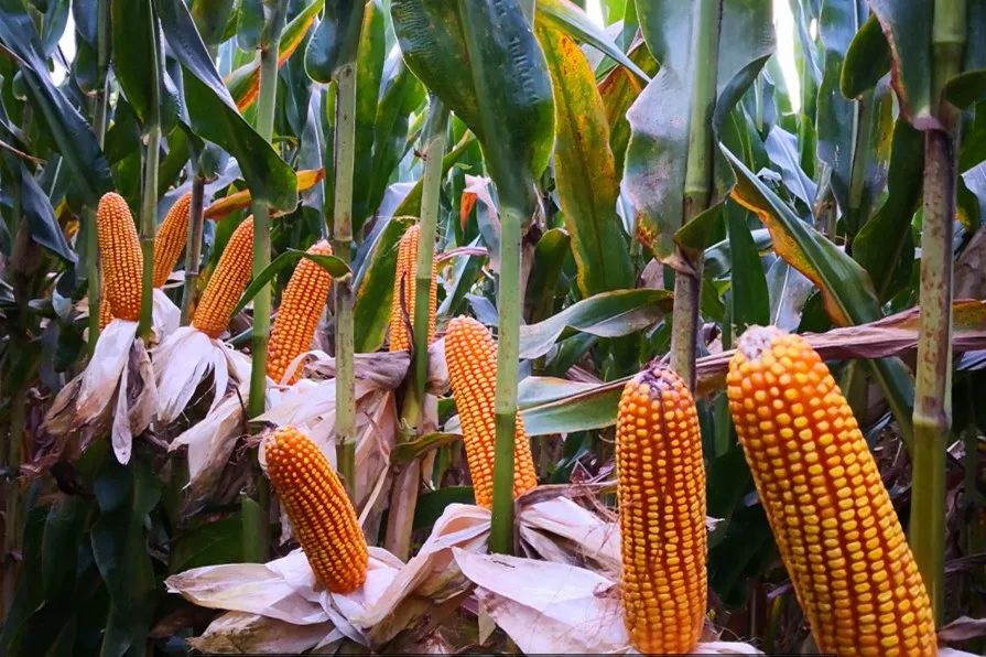 1647589823499618.jpg 10.jpg