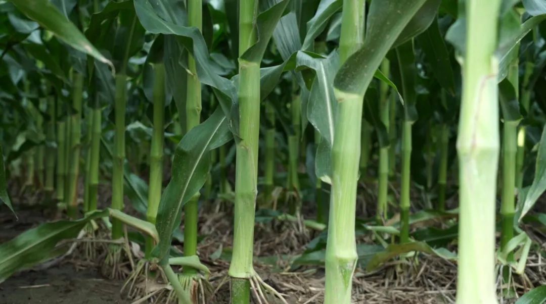 1678101547926056.jpg 7.jpg